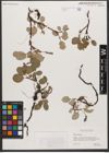 Foto von Salix reticulata L.